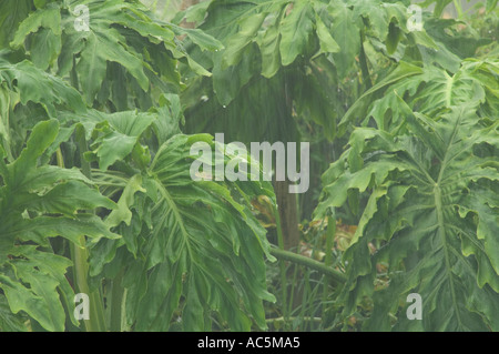 La pluie qui tombe sur les arbres tropicaux ornementaux Schefflera Umbrella Tree en Floride Banque D'Images