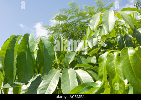 Les feuilles des arbres ornementaux Schefflera également appelé Umbrella Tree en Floride Banque D'Images