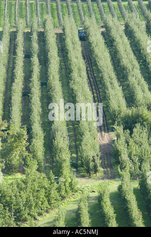 Le transport du tracteur par l'intermédiaire de pommes Vinschgau des rangées d'arbres, l'Alto Adige, Italie Banque D'Images