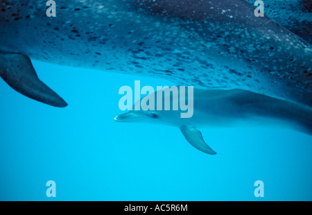 Dauphin tacheté de l'Atlantique Stenella frontalis mère et son petit Bahamas Océan Atlantique Banque D'Images