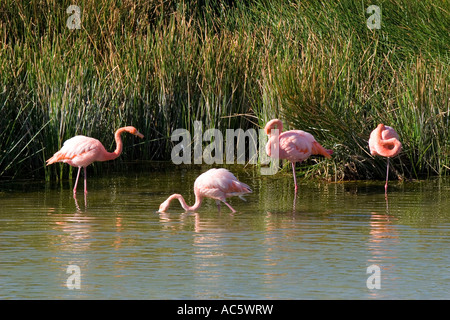 De la région de flamands roses à bord de l'eau Banque D'Images