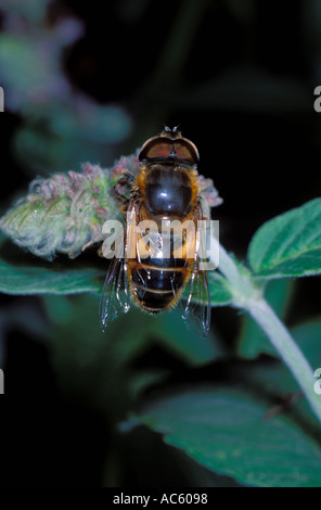 Hover-fly, Syrphidae. Sur fleur. Vue d'en haut Banque D'Images