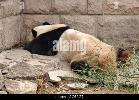 Couchage Panda au zoo de Beijing, Chine Banque D'Images