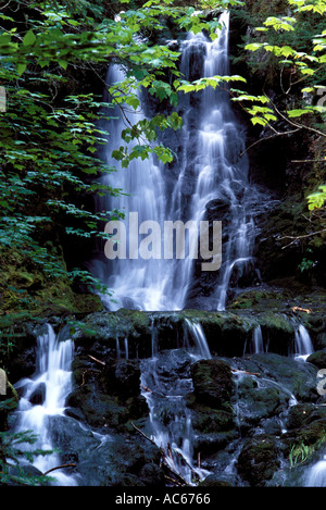 Plus de cascade en falaise sombre forêt au Nouveau-Brunswick Canada Banque D'Images