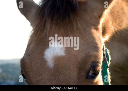 Poney broute dans les collines au-dessus de Fuengirola, Espagne poneys chevaux cheval campagne campo andalousie andalousie, paysage espagnol Banque D'Images