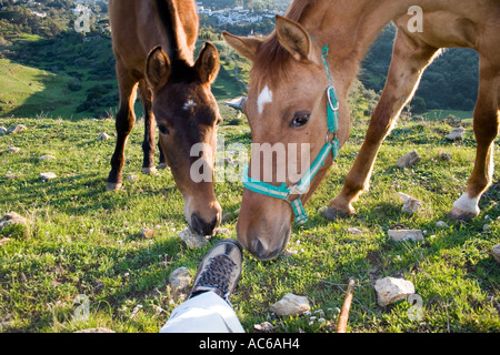 Poney broute dans les collines au-dessus de Fuengirola, Espagne poneys chevaux cheval campagne campo andalousie andalousie, paysage espagnol Banque D'Images
