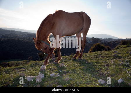 Poney broute dans les collines au-dessus de Fuengirola, Espagne poneys chevaux cheval campagne campo andalousie andalousie, paysage espagnol Banque D'Images