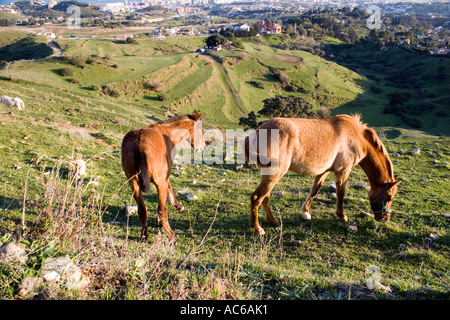 Poney broute dans les collines au-dessus de Fuengirola, Espagne poneys chevaux cheval campagne campo andalousie andalousie, paysage espagnol Banque D'Images