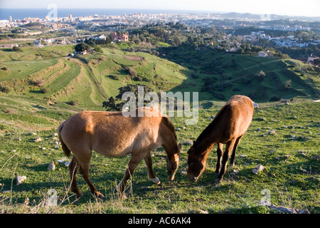 Poney broute dans les collines au-dessus de Fuengirola, Espagne poneys chevaux cheval campagne campo andalousie andalousie, paysage espagnol Banque D'Images