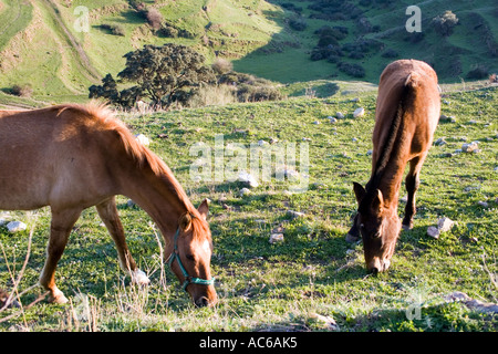 Poney broute dans les collines au-dessus de Fuengirola, Espagne poneys chevaux cheval campagne campo andalousie andalousie, paysage espagnol Banque D'Images