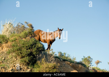 Poney broute dans les collines au-dessus de Fuengirola, Espagne poneys chevaux cheval campagne campo andalousie andalousie, paysage espagnol Banque D'Images