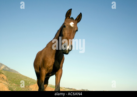 Poney broute dans les collines au-dessus de Fuengirola, Espagne poneys chevaux cheval campagne campo andalousie andalousie, paysage espagnol Banque D'Images