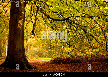 Automne en forêt Savernake, Marlborough, Wiltshire, England, UK Banque D'Images