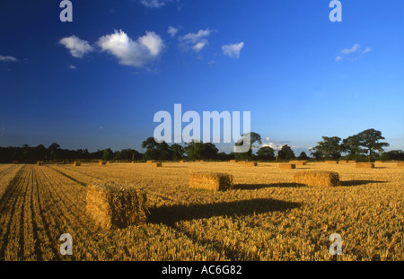 Balles de foin fraîchement coupé la fin de l'été Banque D'Images