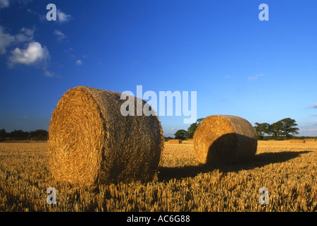 Balles de foin fraîchement coupé la fin de l'été Banque D'Images