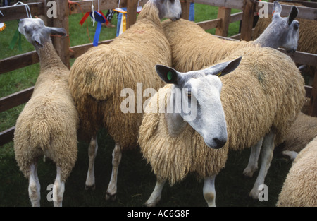 Bluefaced Leicester mouton à salon de l'agriculture Banque D'Images