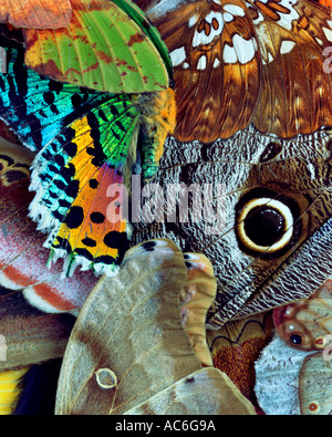AILES DE PAPILLON Banque D'Images