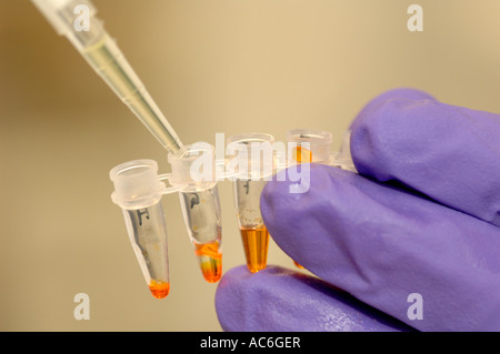 Chimie et Biochimie -échantillons de pipetage en laboratoire Banque D'Images