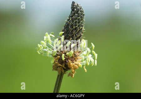 Plantain lancéole Plantago lanceolata capitule. Banque D'Images