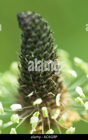 Plantain lancéole Plantago lanceolata capitule. Banque D'Images