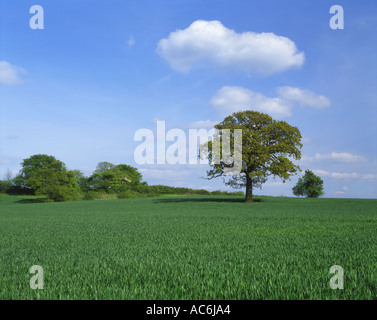 Arbre de chêne Quercus robur dans le champ des cultures Banque D'Images