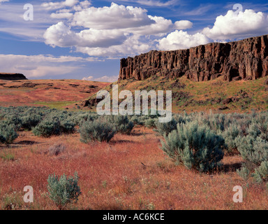 Colombie-britannique National Wildlife Refuge, WA : Prairies sage canal couvert sous les falaises de basalte Banque D'Images