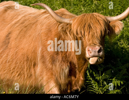 Gros plan du Highland cattle grazing in field Banque D'Images