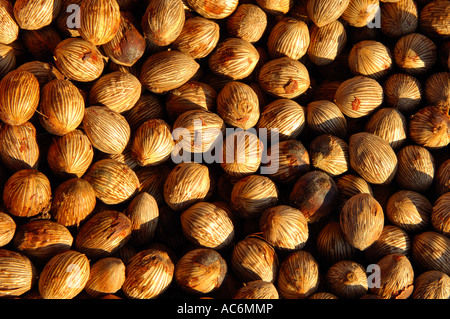 Les fruits secs de l'huile de palme africaine Banque D'Images