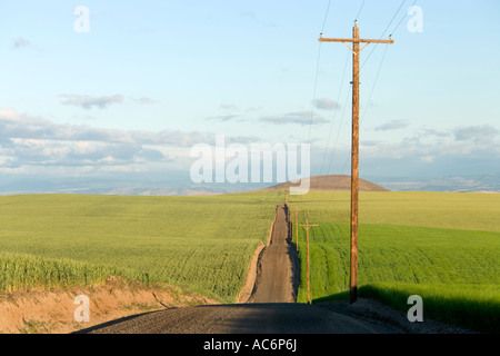 Route de campagne vallonnée, champs de blé vert et d'orge, Oregon. Banque D'Images