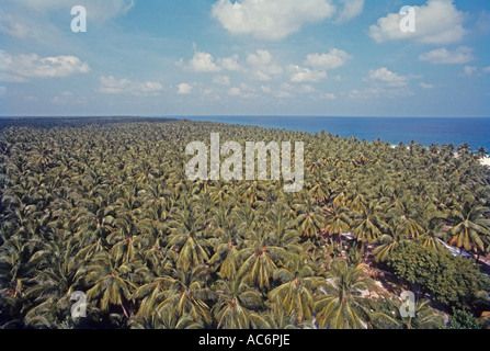 La canopée de ANDROTT COCO ISLAND Banque D'Images