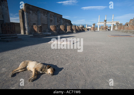 Chien errant dormir dans la vieille basilique de Pompéi italie Banque D'Images