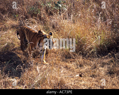 ROYAL tigre du Bengale (Panthera tigris) PARC NATIONAL DE KANHA, Madhya Pradesh Banque D'Images