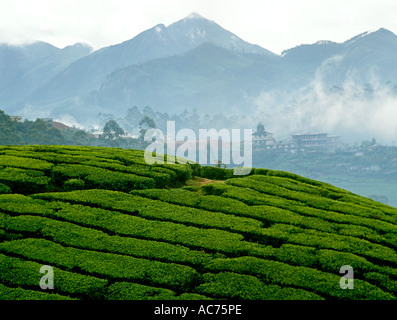 KANAN DEVAN HILLS MUNNAR IDUKKI DISTRICT Banque D'Images