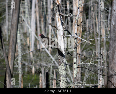 L'urubu se percher dans certains arbres morts. Banque D'Images