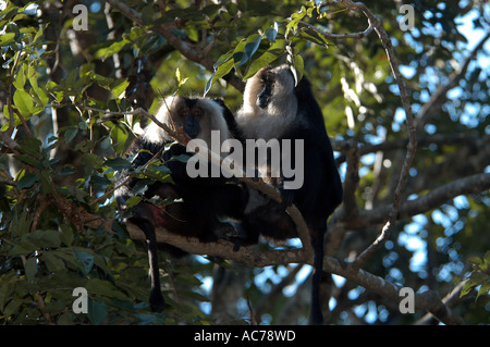 LION-TAILED MACAQUE (MACACA SILÈNE), SILENT VALLEY NATIONAL PARK, PALAKKAD Banque D'Images