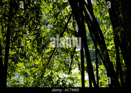 Le feuillage de la jungle DANS LA LUMIÈRE DU MATIN, Western Ghats Banque D'Images