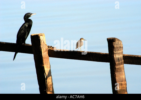 Pluvier siffleur et de cormorans se reposant au bord de la CLÔTURE, LE LAC ASHTAMUDI, KOLLAM DIST Banque D'Images