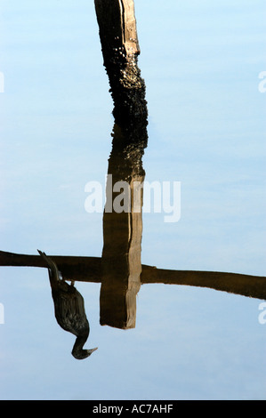 Aigrettes reposant sur une clôture, au bord de l'eau du lac ASHTAMUDI, KOLLAM DIST Banque D'Images