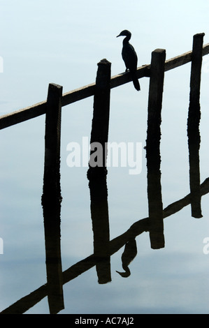 Aigrettes reposant sur une clôture, au bord de l'eau du lac ASHTAMUDI, KOLLAM DIST Banque D'Images