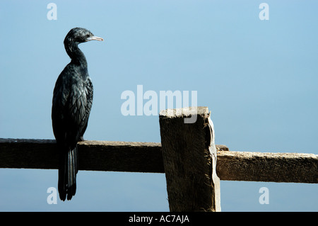 Aigrettes reposant sur une clôture, au bord de l'eau du lac ASHTAMUDI, KOLLAM DIST Banque D'Images