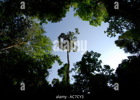 Grand arbre CANOPY SILENT VALLEY NATIONAL PARK PALAKKAD Dist. Banque D'Images