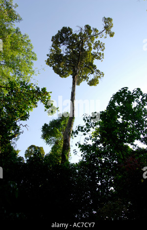 Grand arbre CANOPY SILENT VALLEY NATIONAL PARK PALAKKAD Dist. Banque D'Images