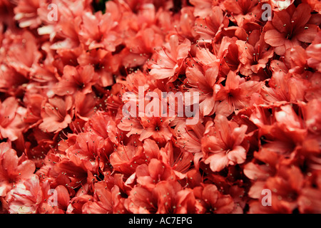 Gros plan de fleurs d'azalées Banque D'Images