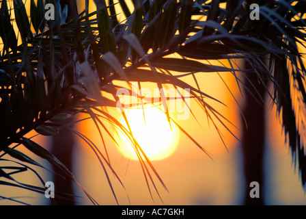 Palm tree silhouette sur le coucher du soleil Banque D'Images