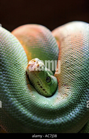 Serpent constricteur vert enroulé avec tête scrutant et looking at camera Banque D'Images