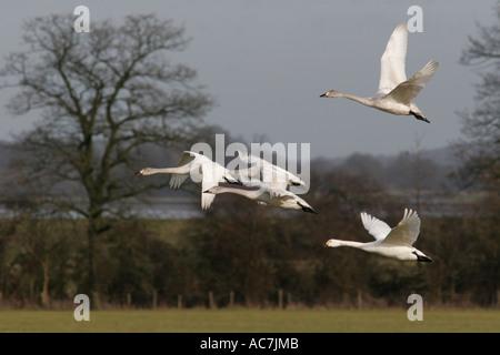 Le cygne de Bewick en vol Banque D'Images