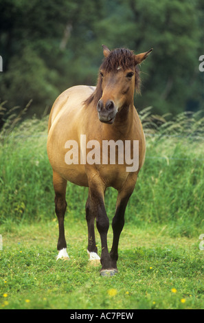 Dulmen - standing on meadow Banque D'Images