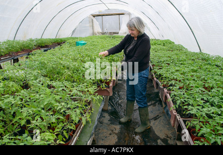 Anne Evans de chameau Établissement Blaen Ferme biologique Lampeter Ceredigion examinant les jeunes plants de tomate en tunnel poly Banque D'Images