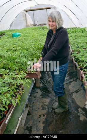 Anne Evans de chameau Établissement Blaen Ferme biologique Lampeter Ceredigion examinant les jeunes plants de tomate en tunnel poly Banque D'Images