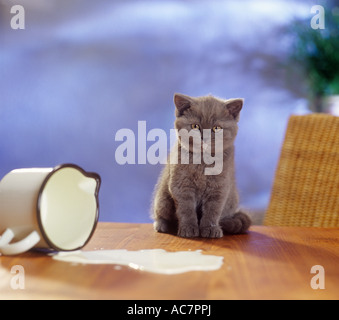 Chaton assis sur la table avec du lait Banque D'Images